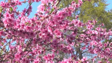 Şeftali ağacı çiçek