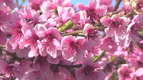 Persiko träd blommor — Stockvideo