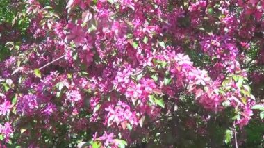 pembe kiraz çiçekleri