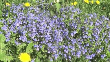 Myosotis (unutma)