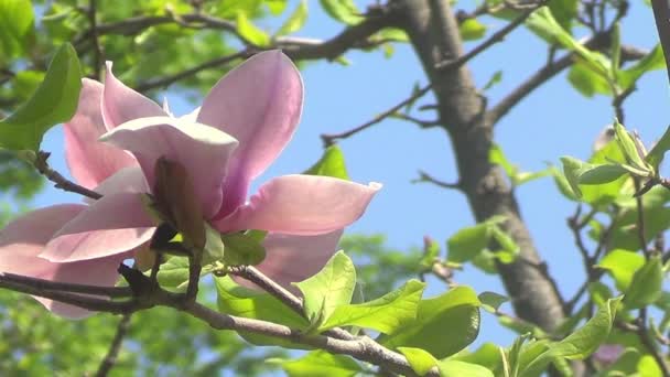 Magnolia blomma rosa — Stockvideo