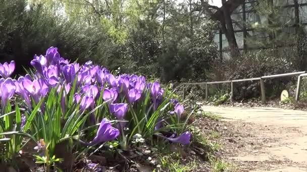 Krokusy żółty i fioletowy — Wideo stockowe