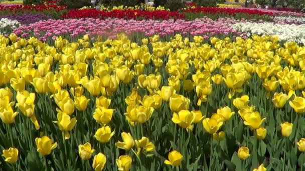 Gula tulpaner på blomsterrabatt — Stockvideo