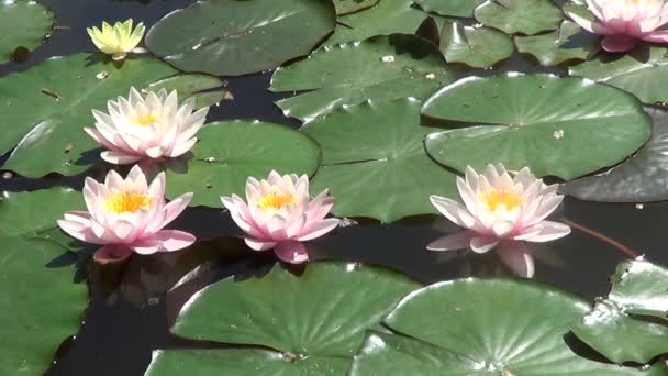 Waterlilies pink and crimson — Stock Video