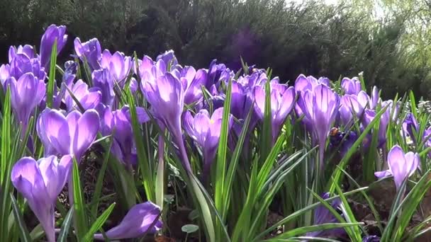 Blauwe en paarse bloemen — Stockvideo