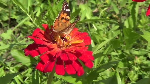 Verschillende insecten op de bloemen — Stockvideo