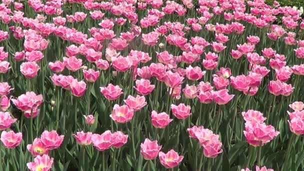 Růžové tulipány na záhonu
