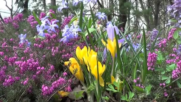 İlk bahar çiçekleri — Stok video