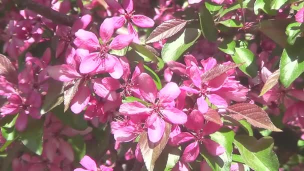 Pembe renk ağaçlarda değişik çiçek — Stok video
