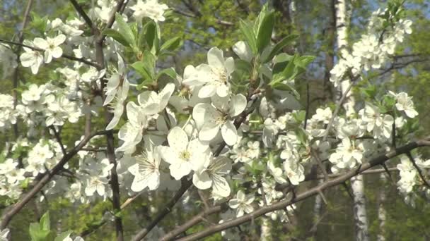 Diferentes flores en árboles en primavera — Vídeos de Stock