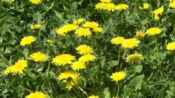 Verschillende gele bloemen — Stockvideo