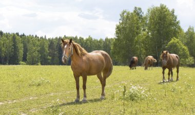 Kahverengi bir çayır üzerinde atlar