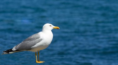 Sea gull su