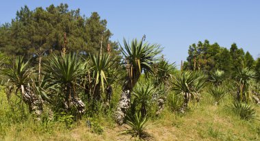 Avuç içi Botanik Bahçesi