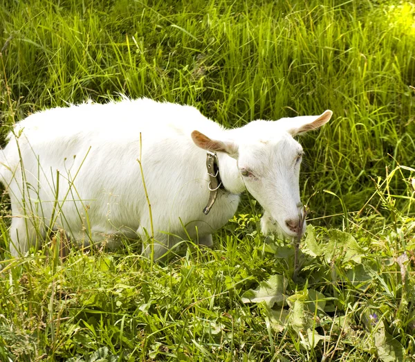 Chèvre blanche dans l'herbe — Photo