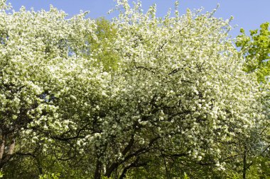 elma ağaçlarında çiçek