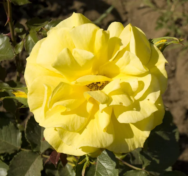 Una rosa amarilla — Foto de Stock