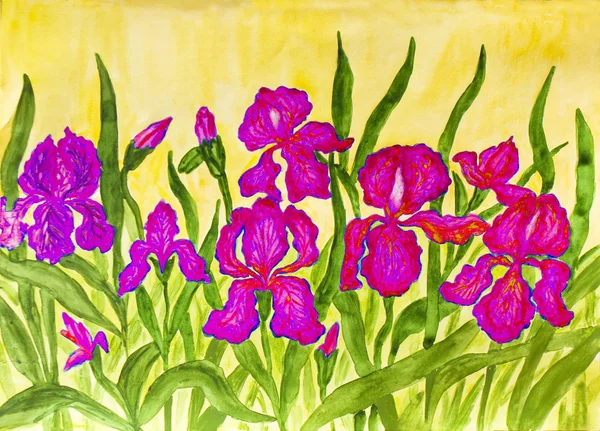 Pink irises, painting — Stock Photo, Image