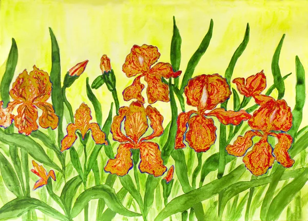 Orange irises, painting — Stock Photo, Image