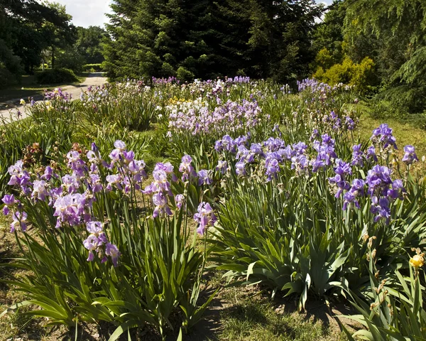 Irises, Botanic garden — Stock Photo, Image