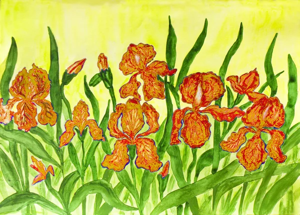 Orange Iris, målning — Stockfoto