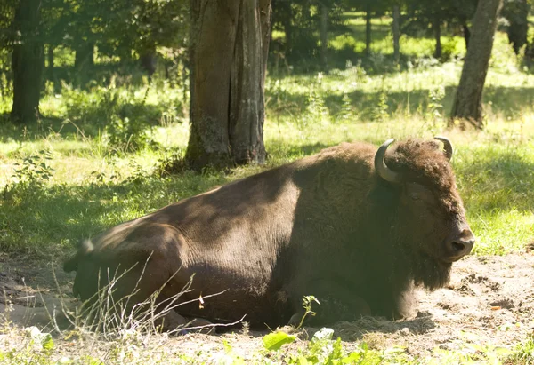 Bison bonasus в лісі — стокове фото