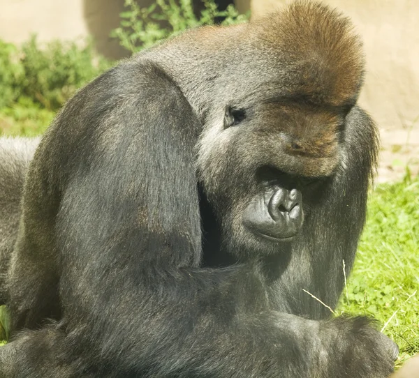 Орангутанг Pongo pygmaeus — стокове фото