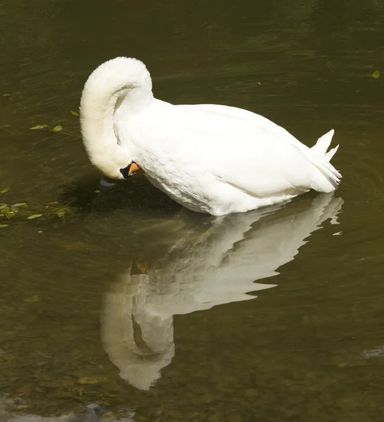 One white swan — Stock Photo, Image