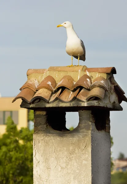 Möwe auf Pfeife — Stockfoto