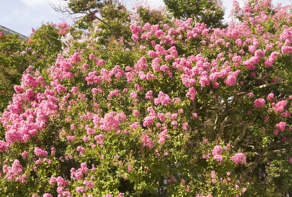 Japanse lila-roze — Stockfoto