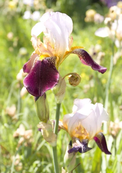 Dos iris violeta y blanco — Foto de Stock