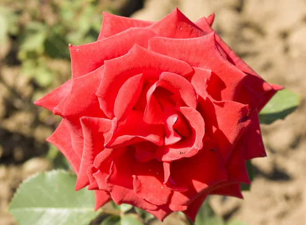 Una rosa rossa — Foto Stock