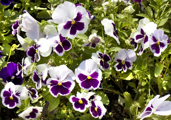 Pansies branco e violeta — Fotografia de Stock