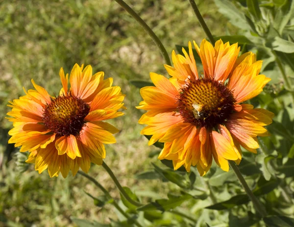 Δύο rudbeckia κίτρινο — Φωτογραφία Αρχείου