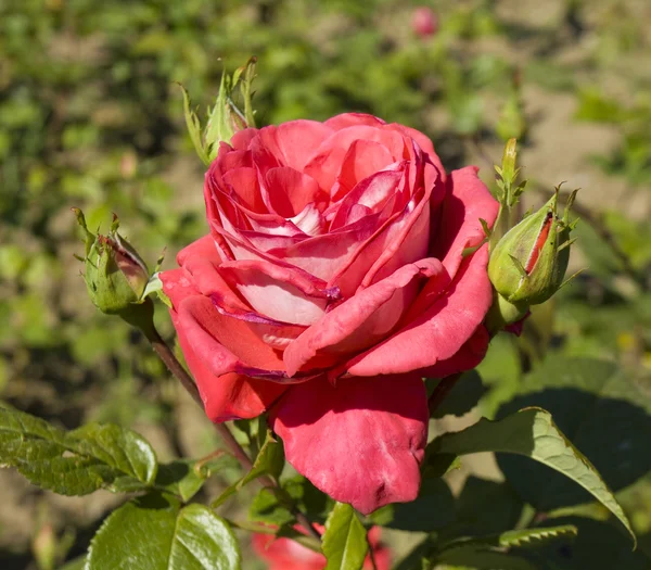 Una rosa roja — Foto de Stock