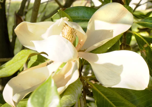 하얀 목련 꽃 — 스톡 사진