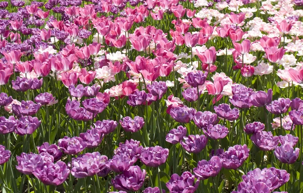 Pink and violet tulips — Stock Photo, Image