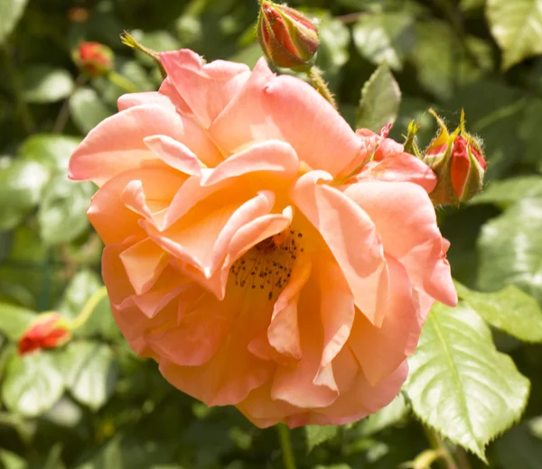 One Orange rose — Stock Photo, Image