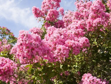 Japon Lila, leylak Japonica,