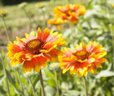 İki portakal rudbeckia