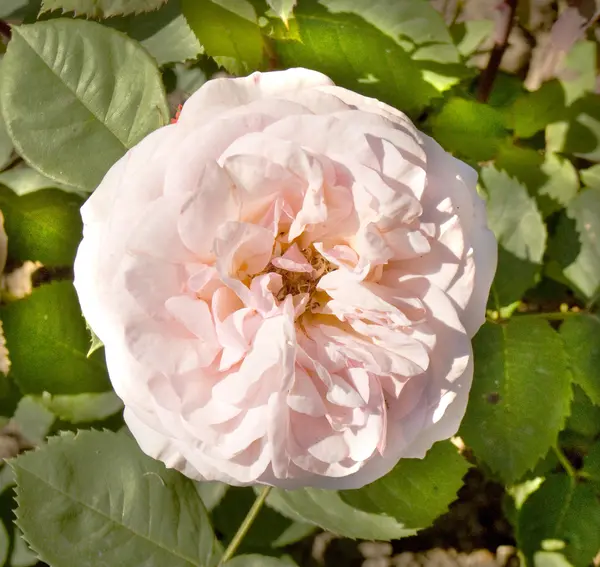 Una rosa rosa — Foto de Stock