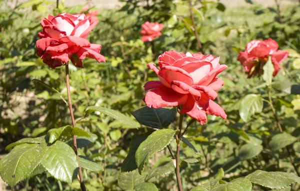 Three red roses in garden — Stock Photo, Image