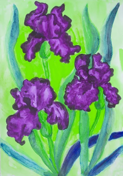 Три фиолетовых ириса, акварель — стоковое фото
