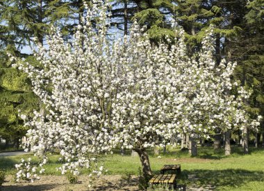 Çiçekli elma ağacı.