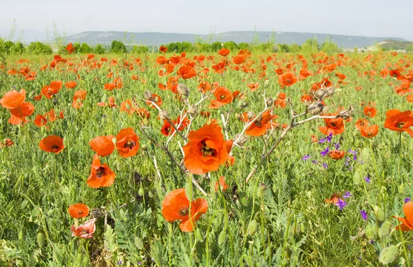 Meadow with red poppies — Stock Photo, Image