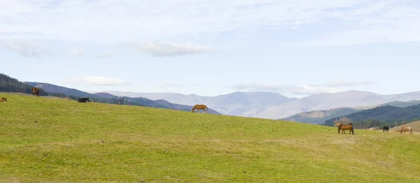 Koně v kopcích — Stock fotografie