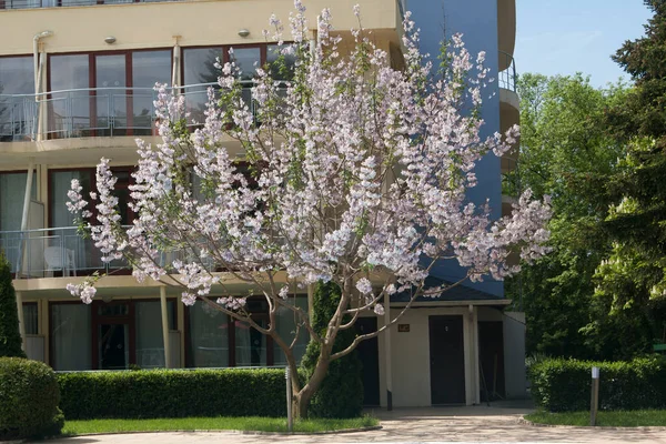 Virágok Császárnő Vagy Hercegnő Vagy Foxglove Paulownia Tomentosa Koral Szálloda — Stock Fotó