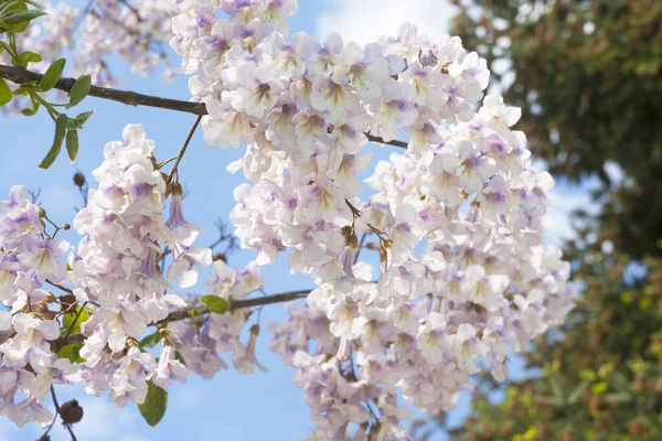 Flowers of empress tree or princess tree, or foxglove tree, (Paulownia tomentosa), St. Konstantin and Helena resort, Bulgaria.