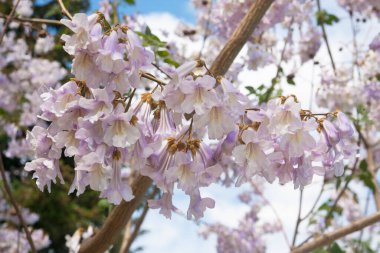 İmparatoriçe ağacı, prenses ağacı, yüksükotu ağacı, Paulownia tomentosa
