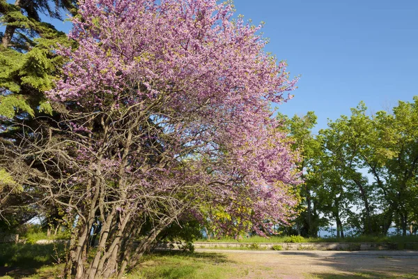 Drzewo ćwiczebne w kwiatach, cercis sililuastrum, Saint Constantine i Helena resort, Bułgaria. — Zdjęcie stockowe